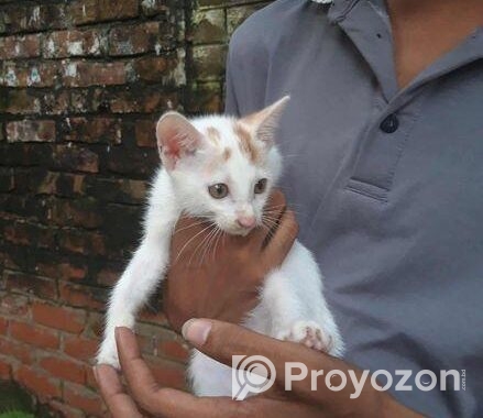 Pershian Mixed Baby Cat