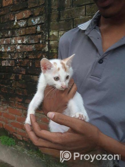 Pershian Mixed Baby Cat