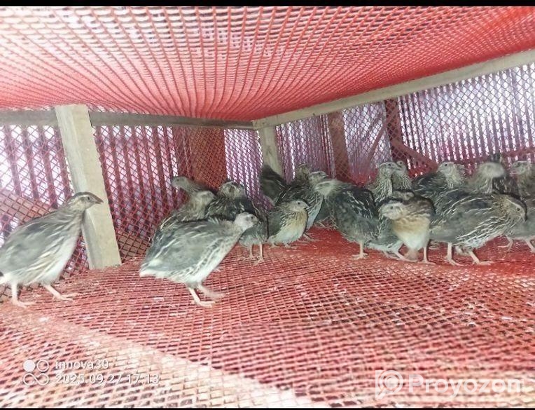 কোয়েল পাখি বিক্রি করা হবে