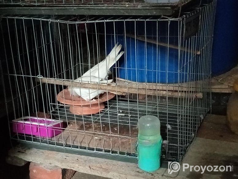 সাদা ঘুঘু জোরা