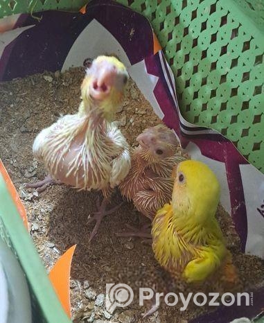 ককাটেল ও লাভ বার্ড বেবী বিক্রি হবে…