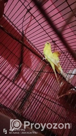 বাজুরিকা পাখি।