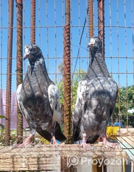 টেডি বাচ্চা