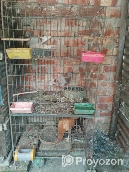 কবুতরের খাচা