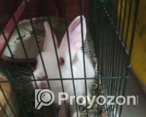 fitted-57_2025-10-26_11-12-43