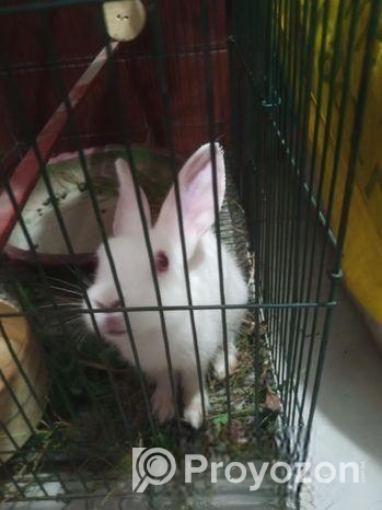 পালিত খরগোশ