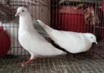 সিলভার দম রানিং পেয়ার