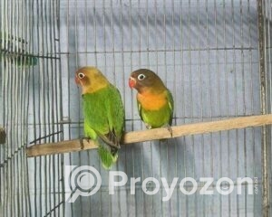 fitted-57_2025-10-28_23-35-07