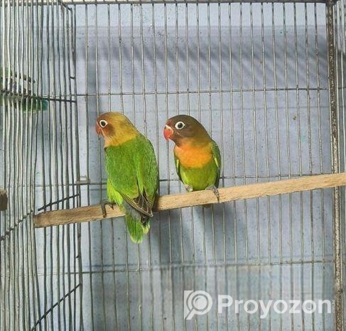 গ্রিন ফিসার