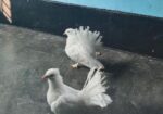 আমার এই একজোড়া লক্ষা কবুতর বিক্রি করব