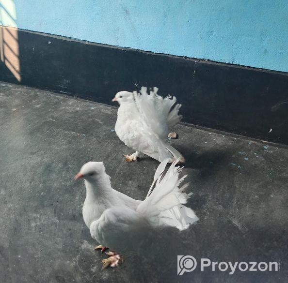 আমার এই একজোড়া লক্ষা কবুতর বিক্রি করব