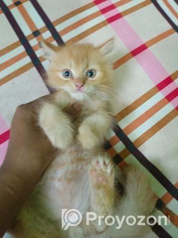 Persian Kitten