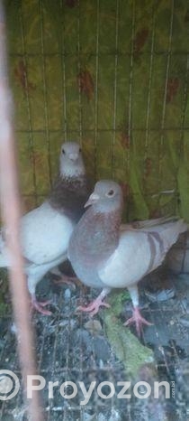 মিলি রেছার