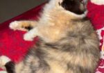 Parsian Calico Female