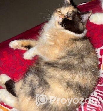 Parsian Calico Female