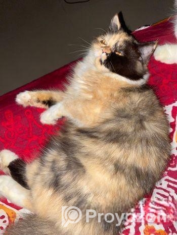 Parsian Calico Female