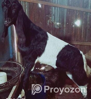 উননত জাতের বড় ছাগল