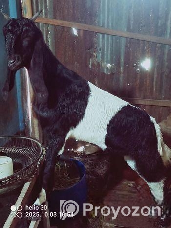 উননত জাতের বড় ছাগল