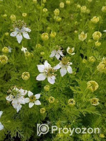 কালোজিরা ফুলের মধু