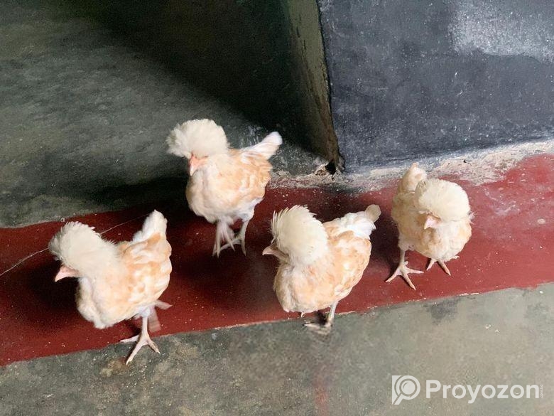 বাফ পলিশ কেপ ও তুর্কি সুলতান জাপানিস বেনতাম বাচ্চা।