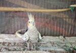 Cockatiel Adult Pair with Eggs