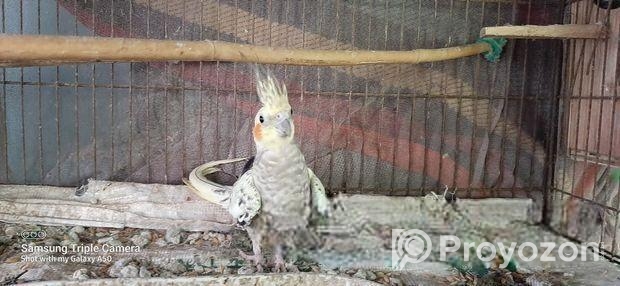 Cockatiel Adult Pair with Eggs