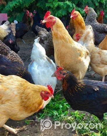 টাইগার মুরগির বীজ ডিম