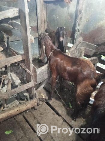 দুইটি ছাগল বিক্রি করা হবে।