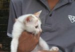 Pershian Mixed Baby Cat