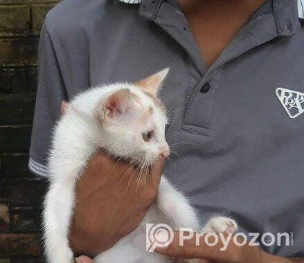 Pershian Mixed Baby Cat