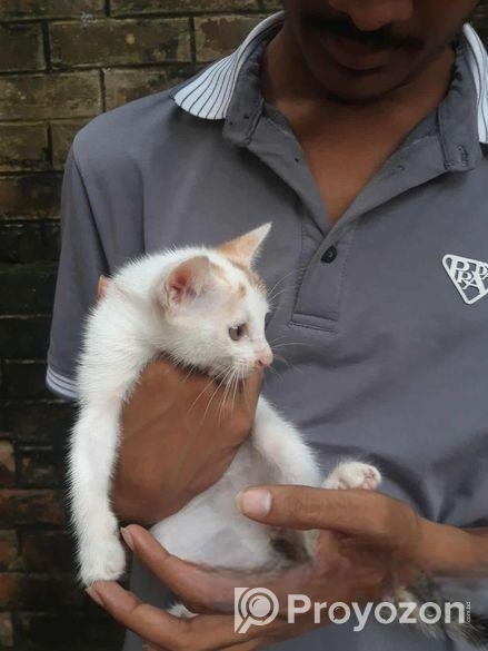 Pershian Mixed Baby Cat