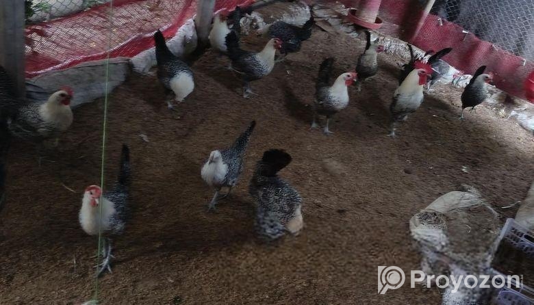 মিশরীয় ফাউমি মুরগী