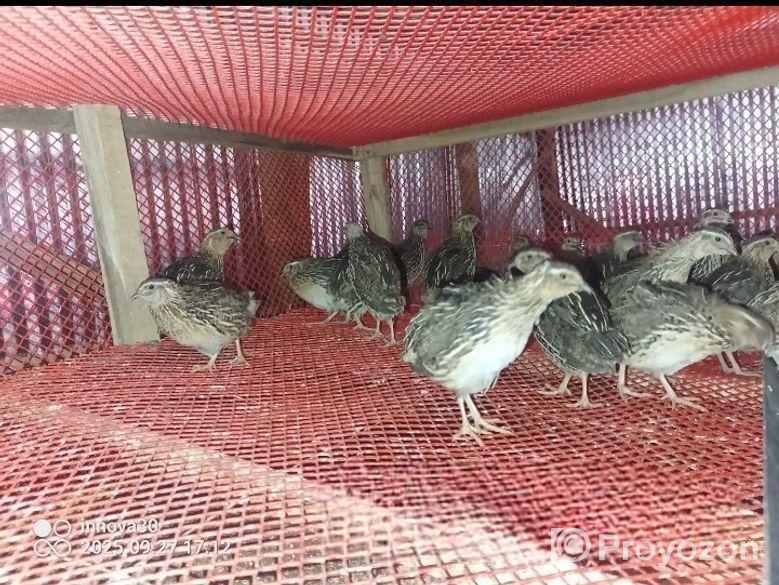 কোয়েল পাখি বিক্রি করা হবে