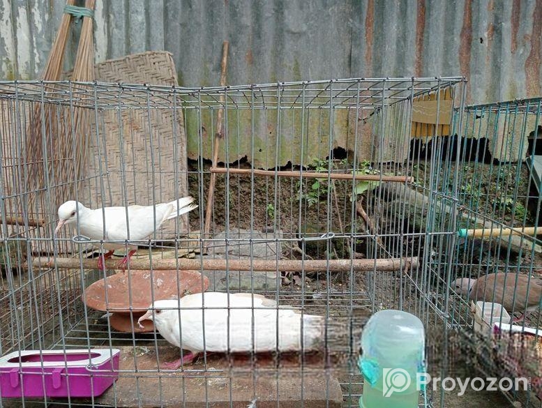 সাদা ঘুঘু জোরা