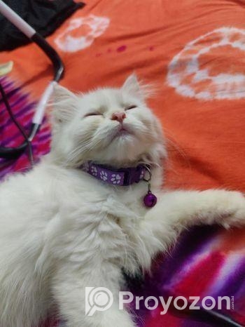 পর্যাপ্ত সময়ের অবাবে সঠিক যত্ন না নিতে পারায় সেল দিবো।