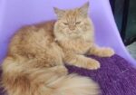Persian Female