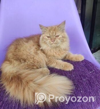 Persian Female