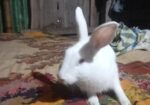 Rabbit for sell