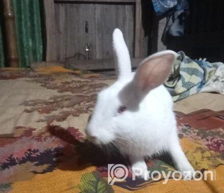 Rabbit for sell