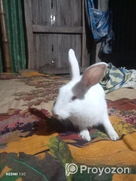 Rabbit for sell
