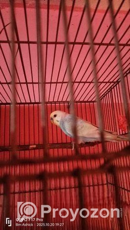 বাজুরিকা পাখি।