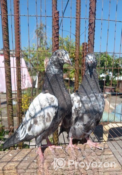 টেডি বাচ্চা