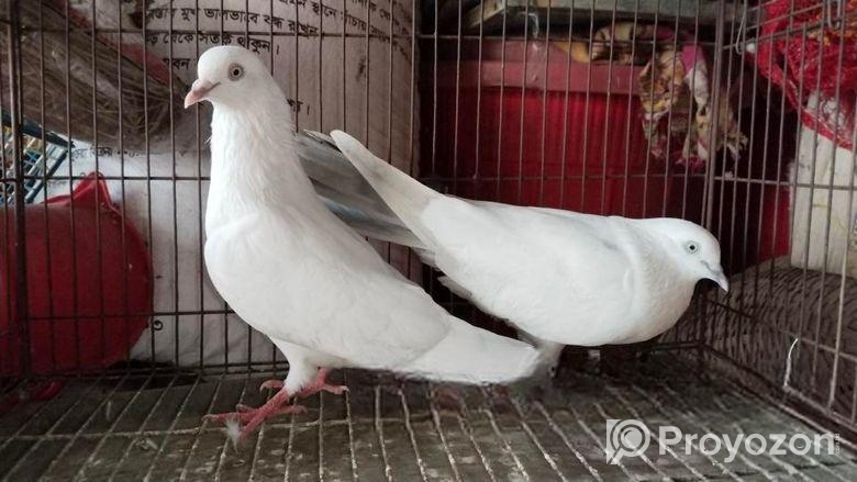 সিলভার দম রানিং পেয়ার