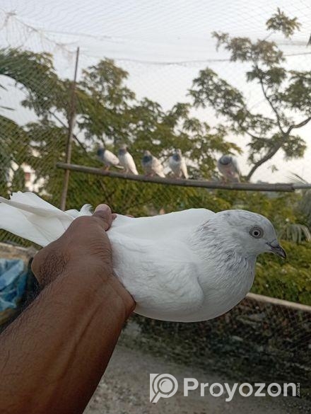 সাদা গিরিবাজ মাদি