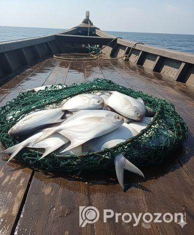 বাজারে না গিয়েই ঘরে বসে পান তাজা মাছ — রেডি টু কুক বা গোটা, যেভাব