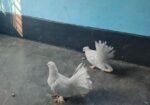 আমার এই একজোড়া লক্ষা কবুতর বিক্রি করব