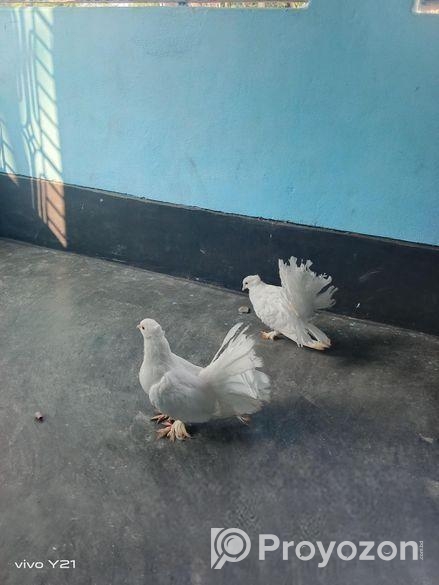 আমার এই একজোড়া লক্ষা কবুতর বিক্রি করব