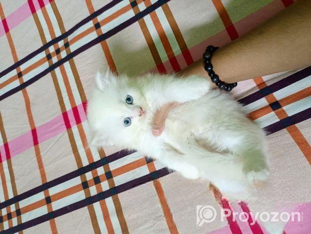 Persian Kitten