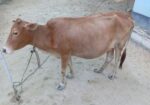একটি গাভি ও ১ টি বকনা বাছুর