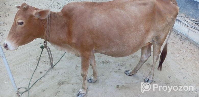একটি গাভি ও ১ টি বকনা বাছুর